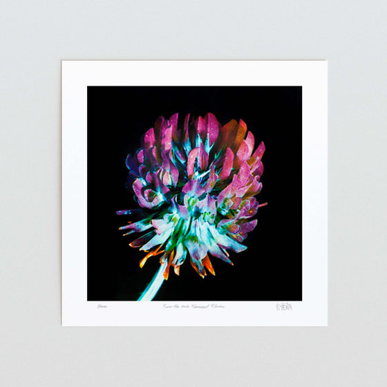 Bold contemporary wall art print of a clover flower unframed.