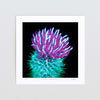 Thistle