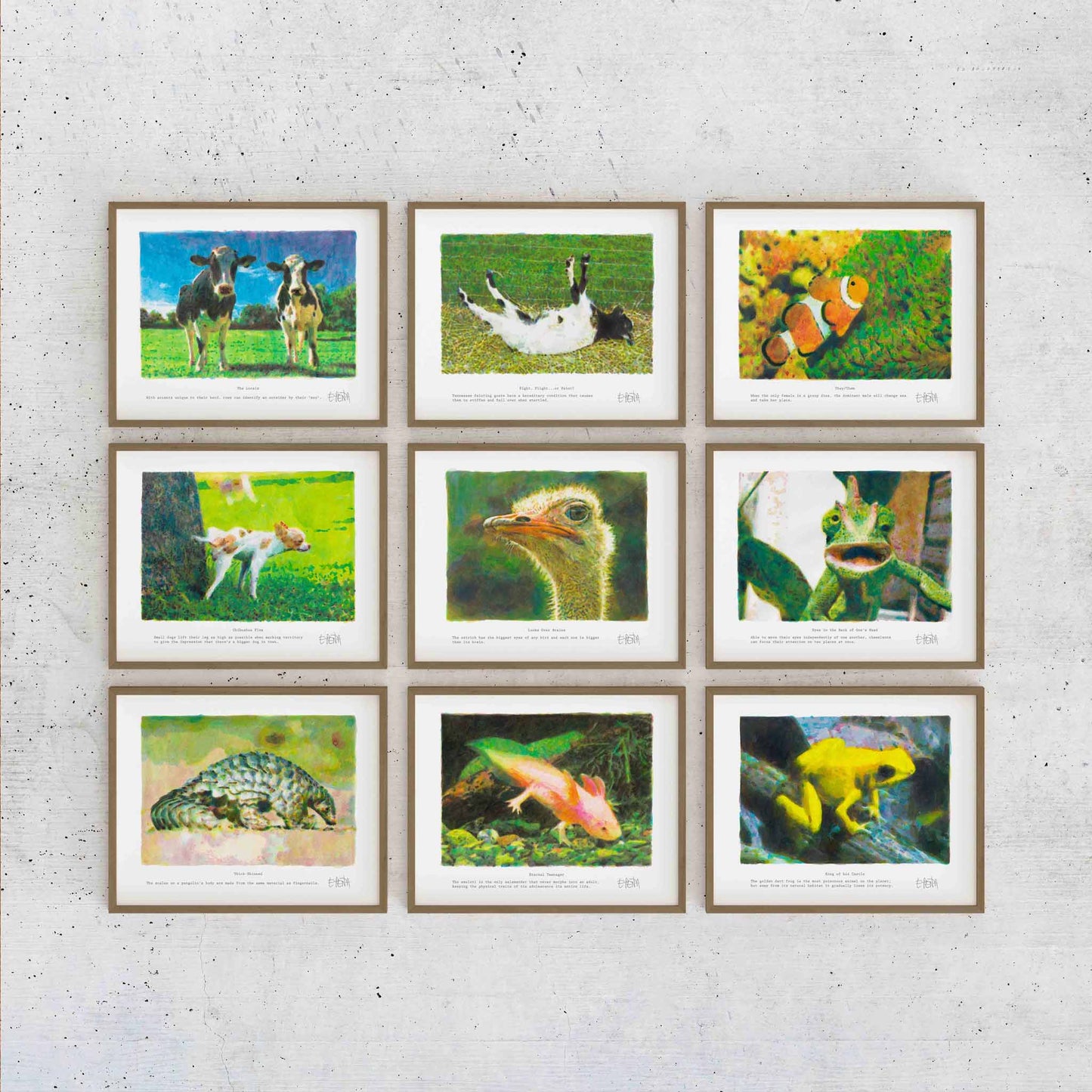 Set of framed animal prints on a textured wall