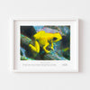 Wall art print of a golden dart frog framed in white.