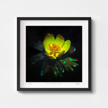  Modern floral print of a yellow buttercup in a black frame.