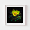 Colourful floral wall art print of a buttercup in a white frame.