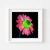 Colourful modern art print of a camomile flower in a white frame.