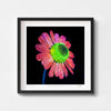 Pink and green wall art print of a camomile flower in a black frame.