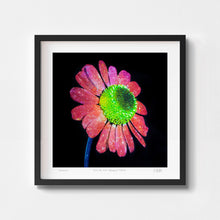  Pink and green wall art print of a camomile flower in a black frame.
