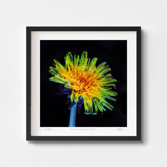 Bold yellow dandelion wall art print framed in black. 