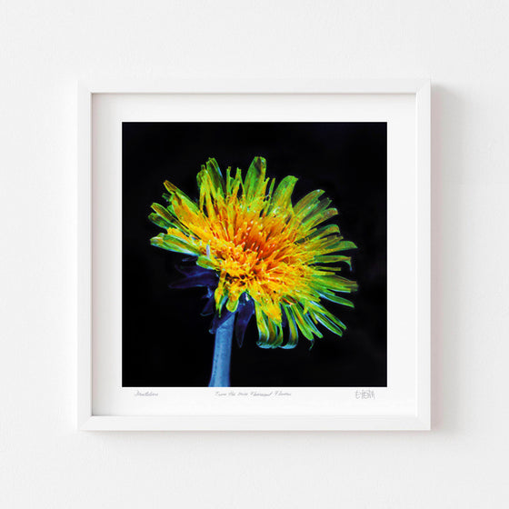 Yellow dandelion contemporary art print framed in white.