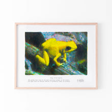  Framed wall art print of a yellow frog in an oak frame.